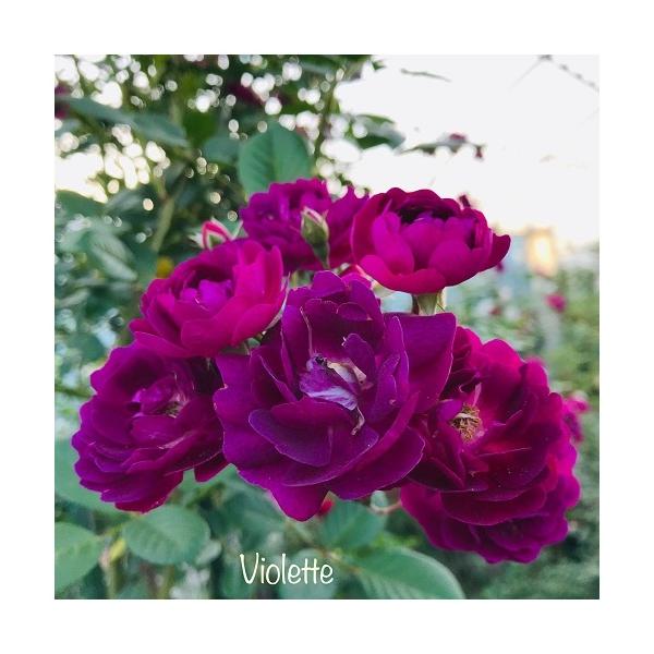 長尺つるバラ苗 バイオレット Violette　花色：紫　毎年11月下旬から翌年05月までお届けの苗