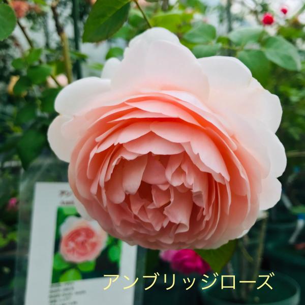 アンブリッジローズ Ambridge Rose 大苗 廃盤イングリッシュローズ