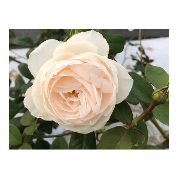 ローズマリー　6号スリット　ER　芽接ぎ苗　イングリッシュローズ リリアンオースチン 6号スリット ER 芽接ぎ苗 バラ