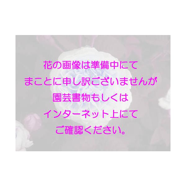 オールドローズ 四季咲きバラ苗   ホワイト ジャック カルティエ 花色：白、極淡ピンク　送料別途　　毎年11月下旬から翌年05月までお届けの苗