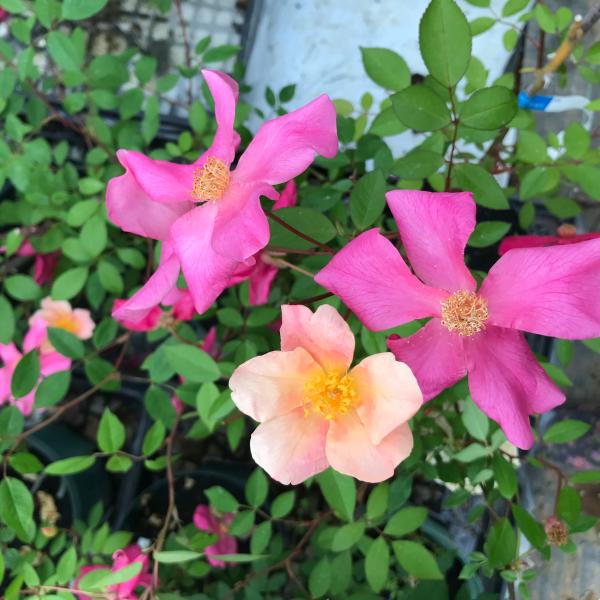 オールドローズ 四季咲きバラ苗  ムタビリス　ナチュラルカット大苗　Mutabilis 花色：アプリコット〜ピンク　送料別途 毎年11月下旬から翌年05月までお届けの苗