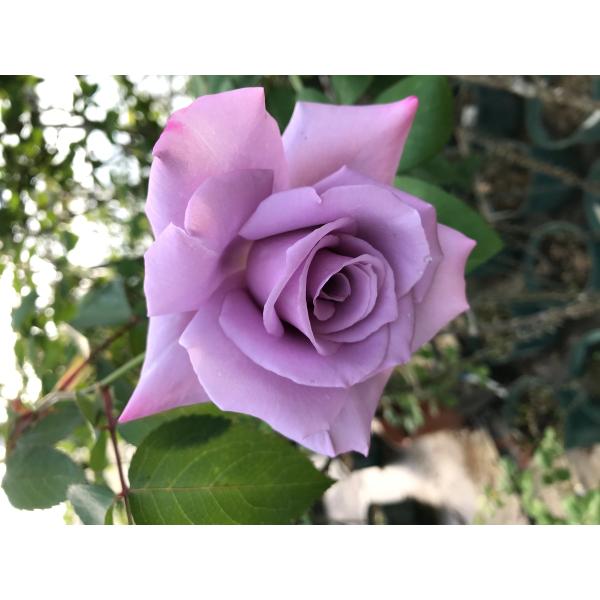 四季咲き木立バラ苗　マダムヴィオレ大苗　Madame Violet 花色：薄紫　送料別途 　毎年11月下旬から翌年05月までお届けの苗