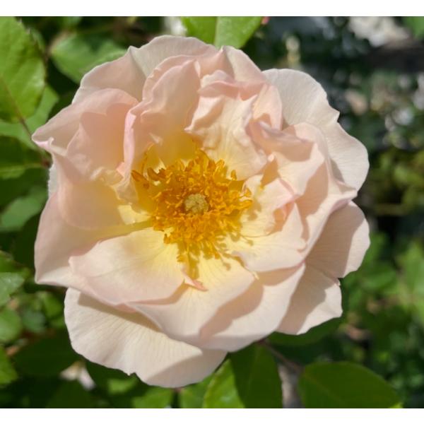 ペネロープ　Penelope　ナチュラルカット大苗　花色：淡アプリコット 送料別途 毎年11月下旬から翌年05月までお届けの苗