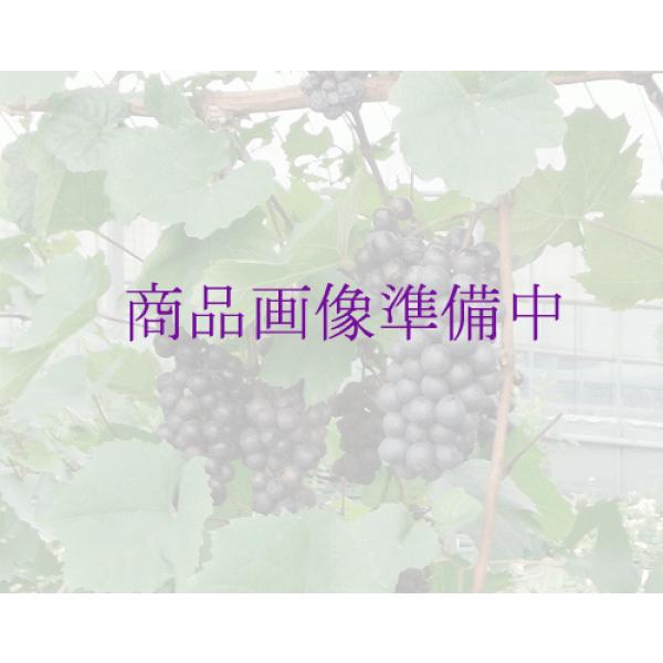 メンデル　　(樹高40センチ前後・6号鉢）ブドウ苗　　 毎年11月から翌年06月までお届けの苗　果樹苗 果実苗 ぶどう苗 ガーデニング用ブドウ苗