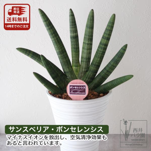 サンスベリア ボンセレンシス 観葉植物 希少 風水 開店 新築 引っ越し