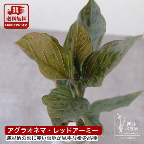 アグラオネマ レッドアーミー 希少種 レア 熱帯植物 ビバリウム