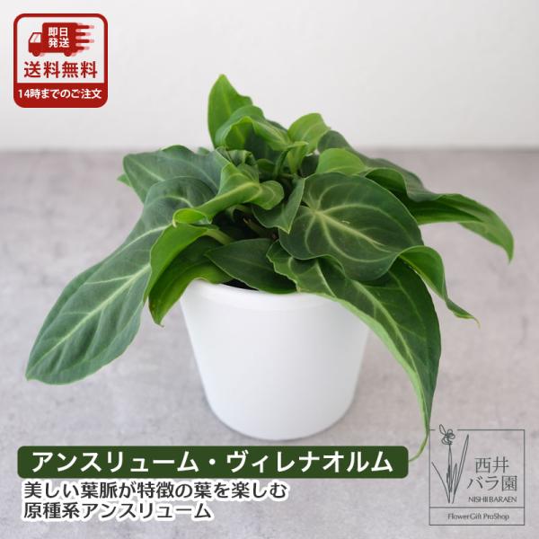 アンスリューム ヴィレナオルム  観葉植物 インドアグリーン インテリア  おしゃれ 卓上 5寸ポット送料無料