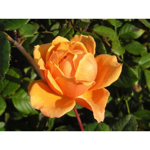 バラ苗 河津バガテル公園記念花 クイーンバガテル Buyee Buyee Japanese Proxy Service Buy From Japan Bot Online