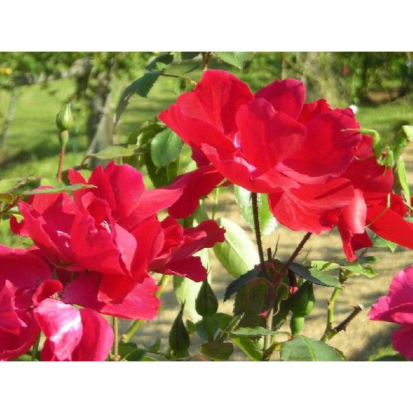 バラ苗 カクテル S ギガランキングｊｐ