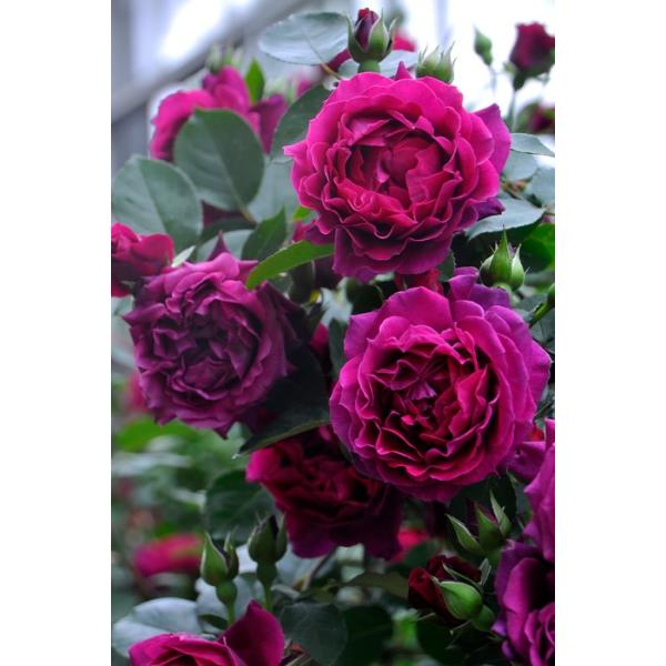 ロサオリエンティス