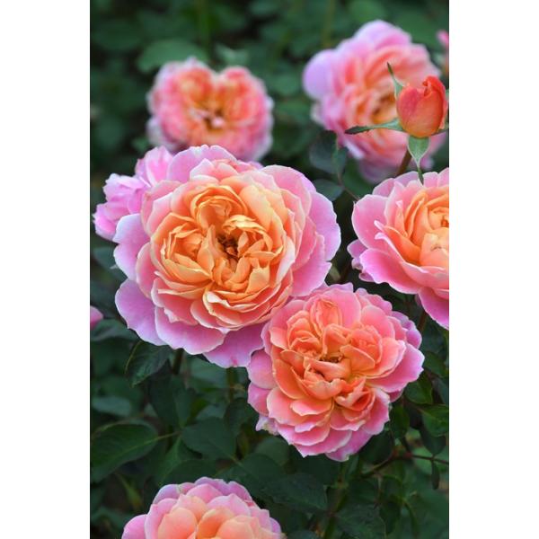 希少　レア　バラ苗　6号鉢 baranoie-store_10038330