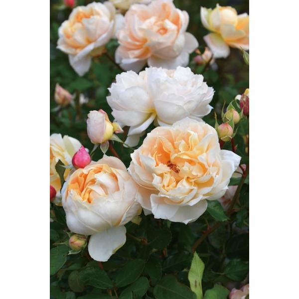 大苗】バラ苗 シャンパーニュ 6号鉢植え品《1bs6-9-B20-05-シヤ