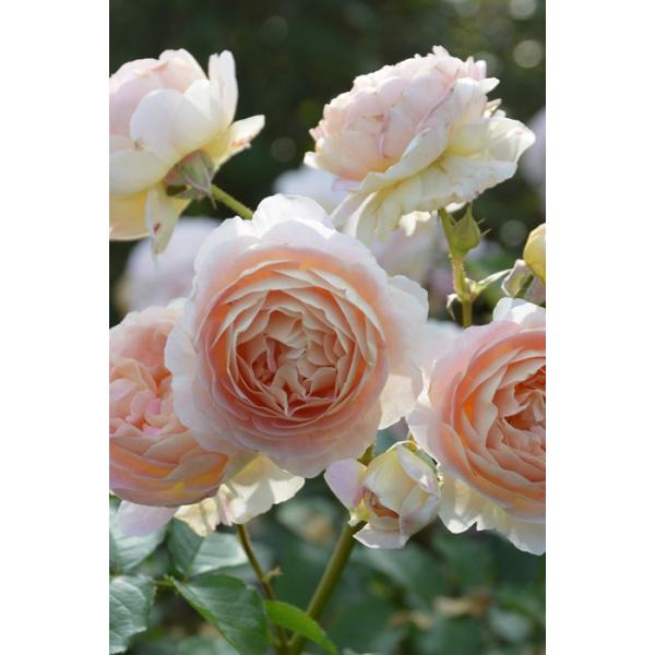 baranoie-store_10038454