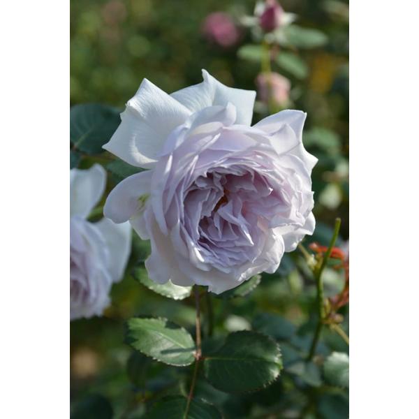 Rosa Orientis コントレイル バラ　大苗　正規品 楽天市場】【大苗】バラ苗 コントレイル 国産苗 6号鉢植え品
