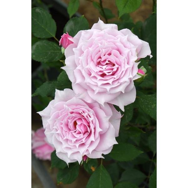バラ苗【中苗】エリクシル 6号鉢植え品［農林水産省 品種登録出願中］《9-C20-04》