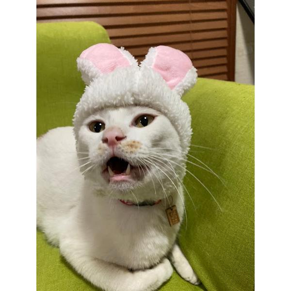 マジックテープ付き、簡単着脱！ かわいい猫ちゃんがウサギさんに大変身！猫ちゃん用のコスプレ帽子です。猫ちゃんやワンちゃんの可愛さがもっとアップ！ 一瞬で大変身できる超簡単スピード変身コスプレ衣装です。 フリーサイズ：首周り30-34cm。素...