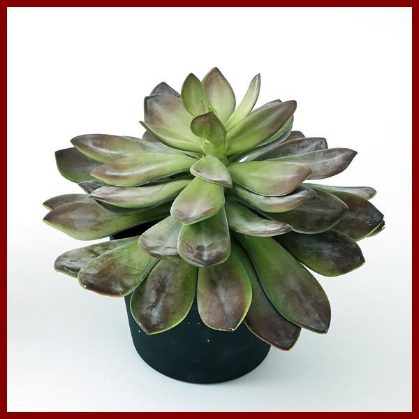 造花 フェイクグリーン エケベリア ポット インテリア 観葉植物 人工植物 おしゃれ 多肉植物 サキュレント Ba210 0 植木鉢 テラコッタ専門店バージ 通販 Yahoo ショッピング