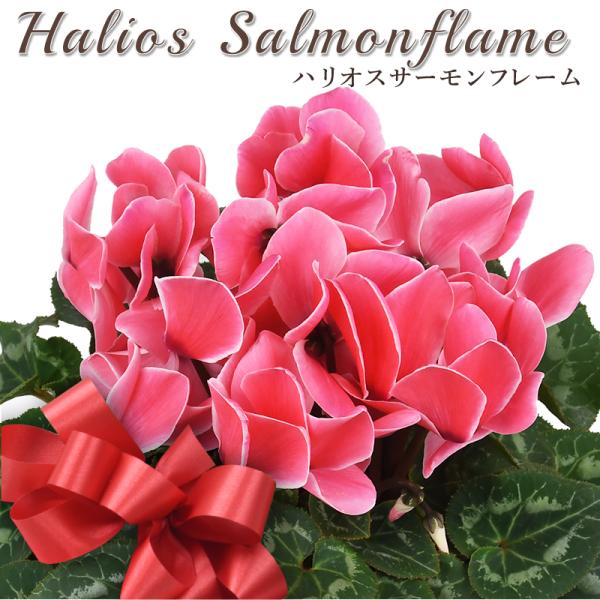 NaruMina　ピンク赤柄　サーモンピンク水玉　赤ポンポン　フラメンコ NaruMina様専用 ピンク赤柄 サーモンピンク水玉 赤ポンポン フラメンコ