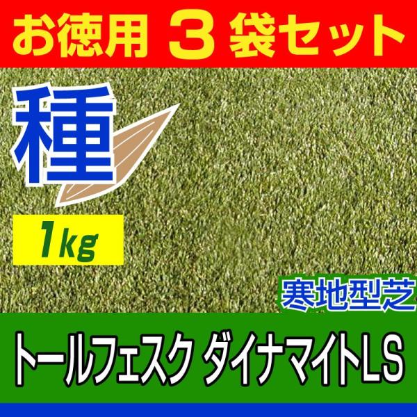 芝生 種 トールフェスク ダイナマイトLS 1kg /お徳用3袋セット/