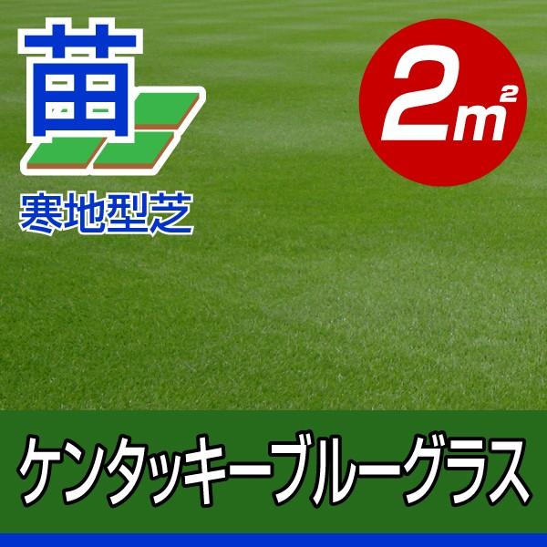 ケンタッキーブルーグラス 張り芝用 プレミアム苗 2平米 約0.6坪分