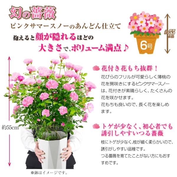 6号鉢 高さ55センチ 1色植え 幻の薔薇 ピンクサマースノー 母の日プレゼント用ラッピング付 21年 花 ローズ 送料無料 Buyee Buyee 日本の通販商品 オークションの代理入札 代理購入
