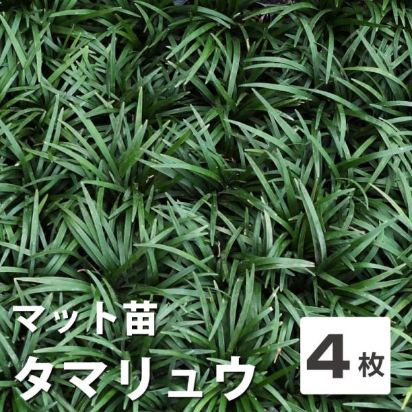 庭屋様タマリュウマット71枚 庭屋様タマリュウマット71枚 楽天市場】【ふるさと納税