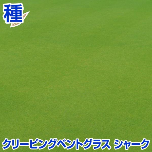 超高級ベントグラス シャーク11.3kgで美芝生作り
