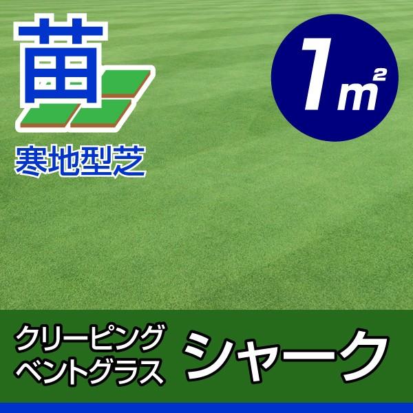 ニュークリーピングベントグラス シャーク 張り芝用 サンド仕様