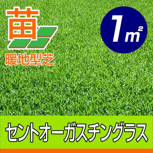 秋頃販売再開予定 産地直送 宮崎産 セントオーガスチングラス 張り芝用 １平米 0 3坪分 芝生 暖地型 天然芝 園芸 Staugustine 1 芝生のことならバロネスダイレクト 通販 Yahoo ショッピング