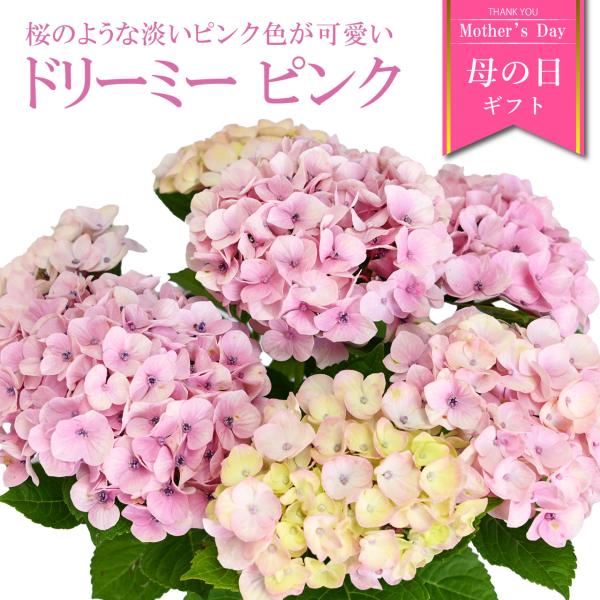 紫陽花 ドリーミー ピンク 5号鉢 鉢植え ギフト 母の日プレゼント用