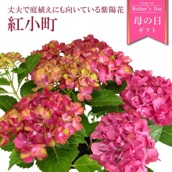 紫陽花 紅小町 5号鉢 鉢植え ギフト 母の日プレゼント用ラッピング付