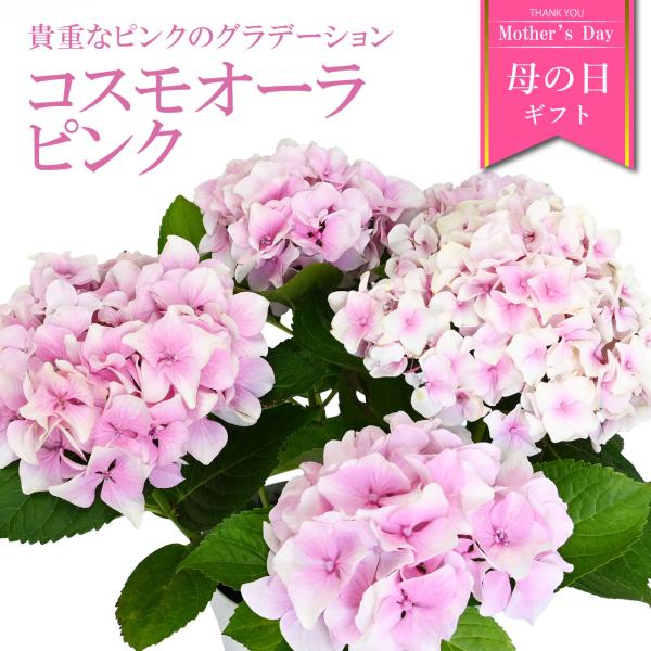 紫陽花 コスモオーラ ピンク 5号鉢 鉢植え ギフト 母の日プレゼント用