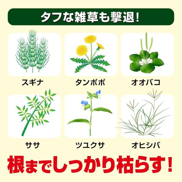 basecamp8_4975292605041_4_d_20260327120009