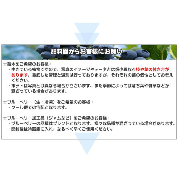 ブルーベリー 苗木 サザンハイブッシュ系 オニール 9年生 10年生 水耕栽培された良質の苗 剪定済み Buyee Buyee 日本の通販商品 オークションの代理入札 代理購入