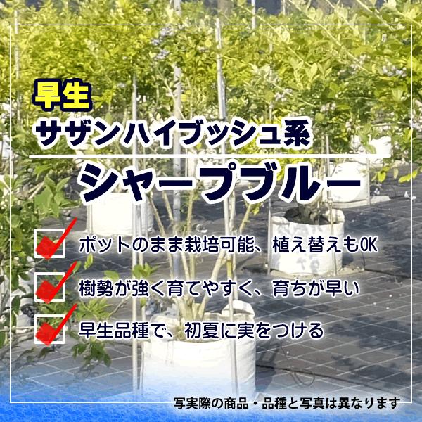 ブルーベリー 苗木 サザンハイブッシュ系 早生 シャープブルー 9年生 10年生 水耕栽培された良質の苗 剪定済み Buyee Buyee 일본 통신 판매 상품 옥션의 대리 입찰 대리 구매 서비스