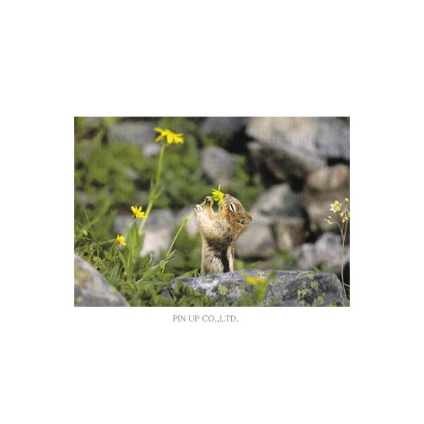 ポストカード 動物 リス 花の香り嗅ぐ Pin Mw71 Animal 022 Bcl Pictorial Network 通販 Yahoo ショッピング