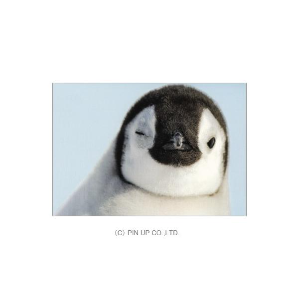 ポストカード 動物 ウィンクするペンギン Pin Am231 Animal 396 l Pictorial Network 通販 Yahoo ショッピング