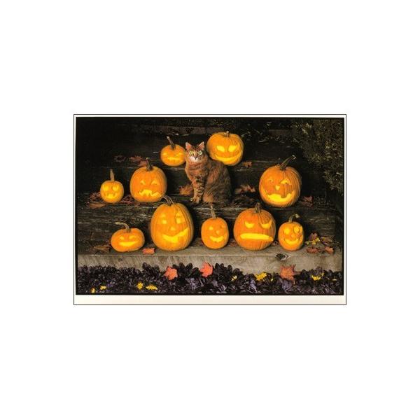 ポストカード 動物 猫と かぼちゃのおばけ Paper C 6129 Animal 9 l Pictorial Network 通販 Yahoo ショッピング