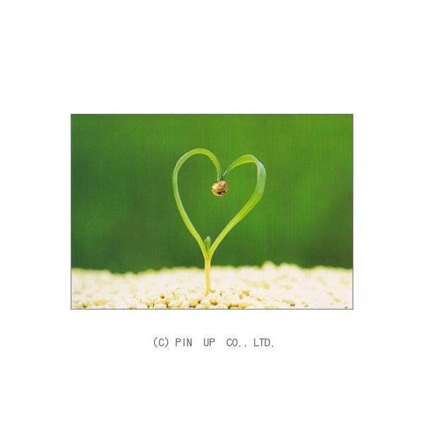 ポストカード【お花】ハート ほうれん草の芽 (pin NP422) :hana-019:BCL PICTORIAL NETWORK 通販  