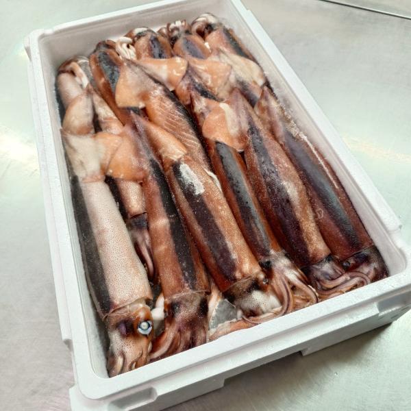冷凍いか 特大 冷凍生いか 15杯入り 青森県産 三陸産 新鮮な生いかを冷凍にしました お刺身用もちろん塩辛にも最適です ( いか イカ 烏賊 刺身 スルメイカ )