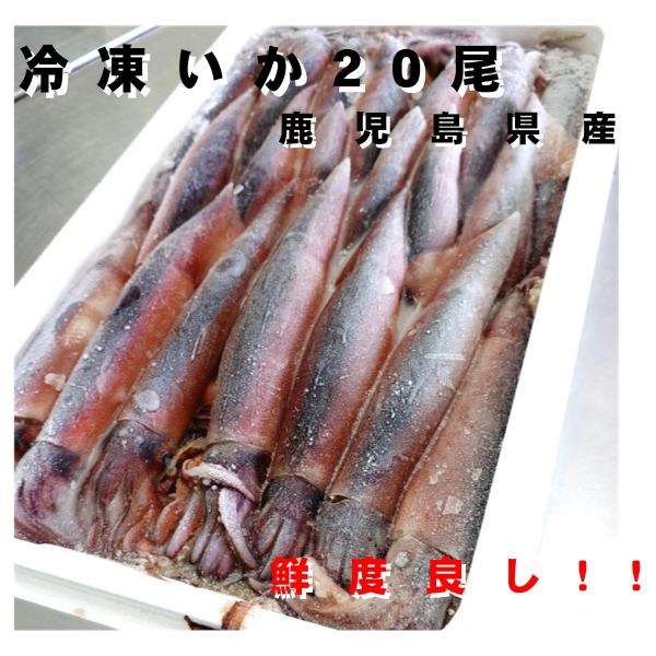 鮮度良し ！ 冷凍いか 下氷いか 大 冷凍生いか 20杯入 鹿児島県産 １杯 約250g  いか イカ 烏賊 するめいか 真いか 冷凍イカ 刺身 塩辛 鹿児島 北海道 青森 三陸
