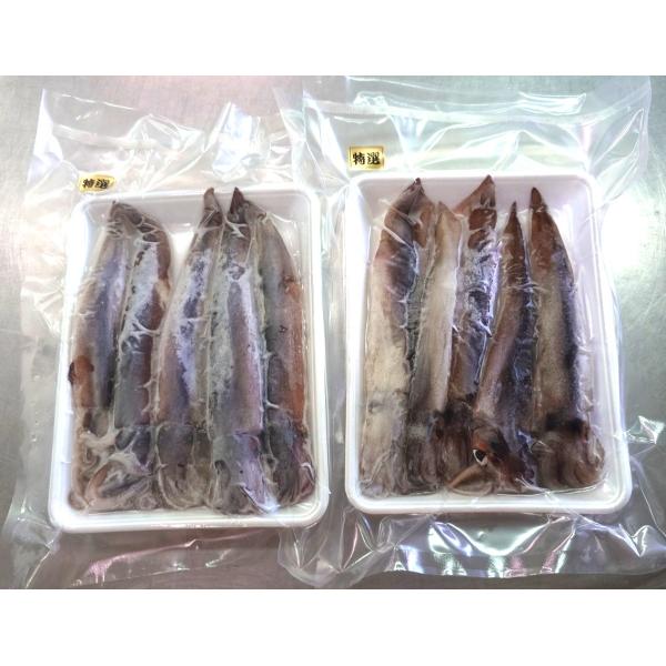 冷凍いか 冷凍生いか 5杯 2パック セット （ 真空冷凍 ）1.6kg 〜 1.8kg 石川県 産 1杯 約170g 日本海 いか イカ 烏賊 するめいか 真いか 冷凍イカ 刺身 塩辛