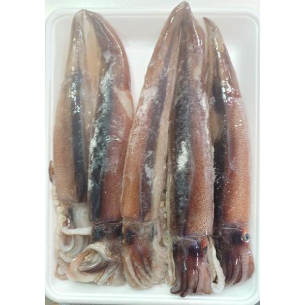 冷凍いか 冷凍生いか 5杯 1パック セット （ 真空冷凍 ）800g 〜 900g 石川県 産 1杯 約170g 日本海 いか イカ 烏賊 するめいか 真いか 冷凍イカ 刺身 塩辛
