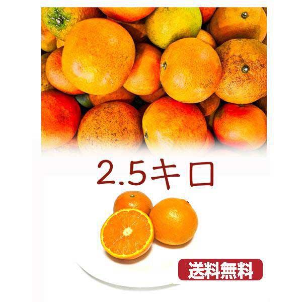 手で剥けるオレンジ　南国の香り漂うたんかんが超お買い得価格！！知っているヒトは何度も食べたがる！ヤミツキ柑橘「タンカン」“ポンカン”と“ネーブルオレンジ”が自然に交配してできた品種といわれています♪その味わいはまさに「濃厚」の一言！！しっか...
