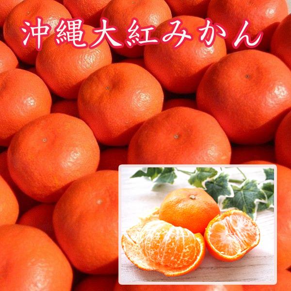 甘くて美味しい　期間　限定のみかんです　１２月　１月のみかんです　南国沖縄みかん 大紅(いずみ紅) 約２、５kg箱入り 甘みが強くぎっしりと果肉がつまったミカン収穫できる期間が短く「幻のミカン」です！