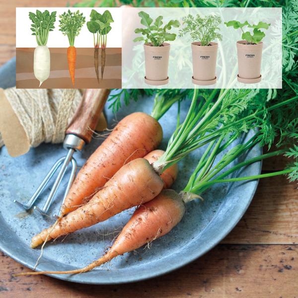 商品説明:届いたらすぐに楽しめる植物栽培キット土がたっぷりと入る深鉢なら、おうちで根菜も育てられます。根菜の中よりお料理にも大活躍の「だいこん」「にんじん」「ごぼう」の3種類をご用意しました。根菜栽培の楽しさは、土の中で無事に育っている様子...