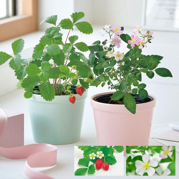 美濃焼のポットで育てる栽培セット。可愛いお花がブーケとしてデザインされた「もらって嬉しい」気軽なギフトにぴったりのパッケージです。感謝を込めてプレゼントなんていかがですか？【ワイルドストロベリーの栽培情報】・発芽適温：20℃前後・種まき　：...