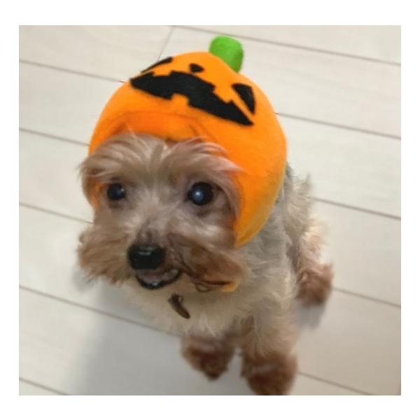 犬猫用コスプレ ハロウィンかぼちゃのかぶりもの 帽子 変身 ペット用 Buyee Buyee 日本の通販商品 オークションの代理入札 代理購入