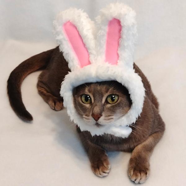 犬猫用コスプレ 白うさぎのかぶりもの 帽子 変身 ペット用 Dejapan 手数料０円で日本の商品を購買代行 落札代行