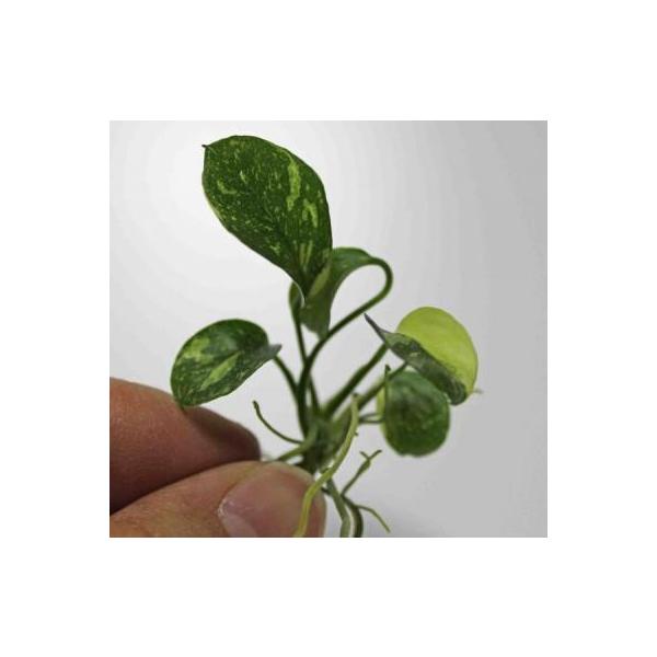 アヌビアスナナ斑入りの育て方と魅力ポイント